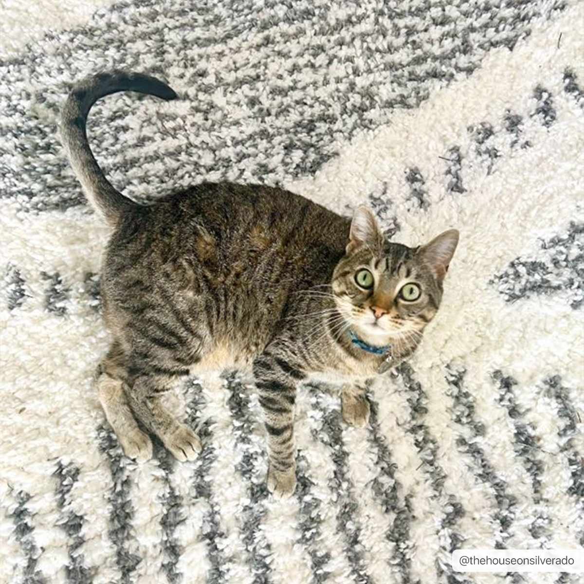 Trunding Area Rug